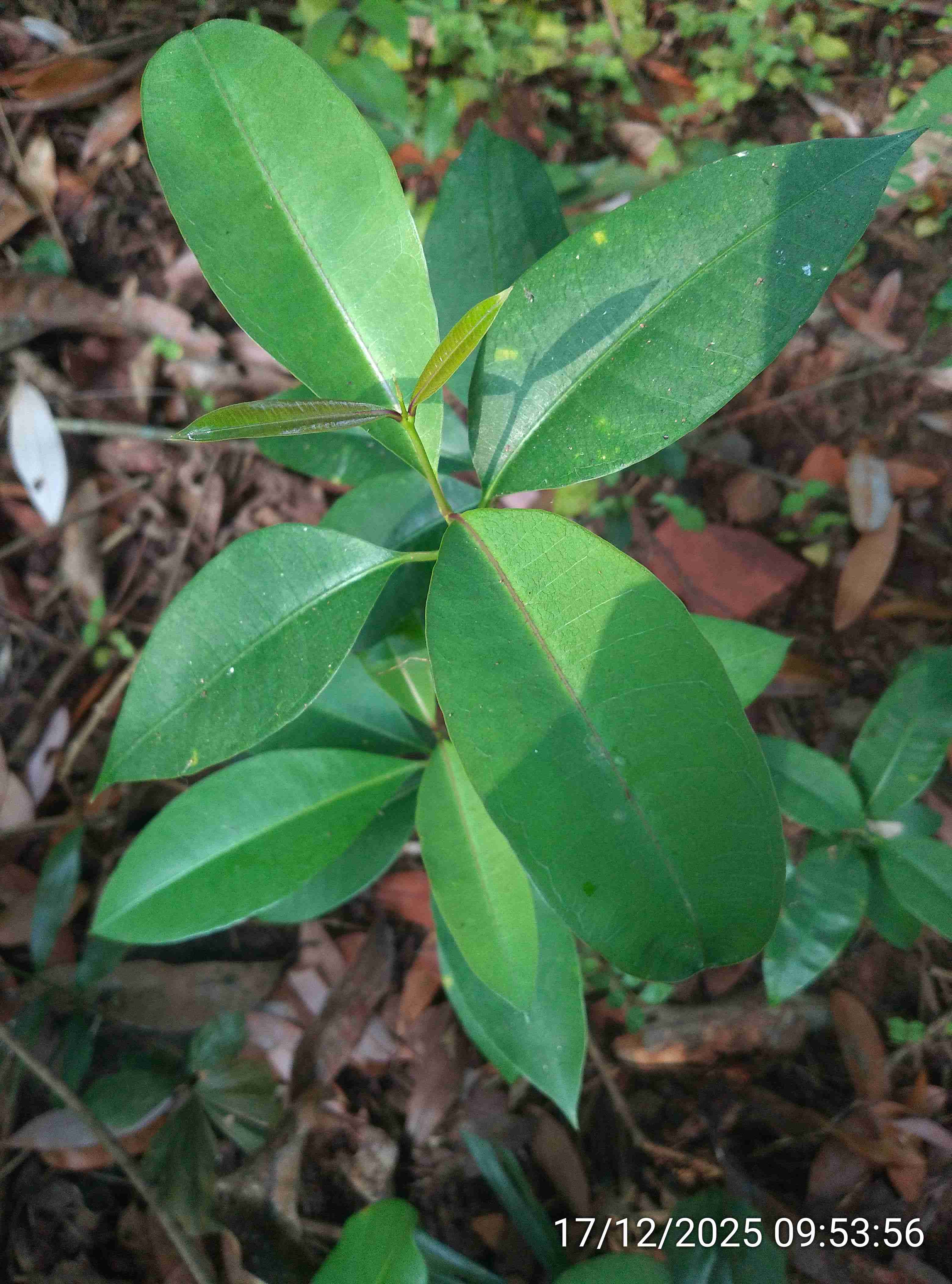 गेवा